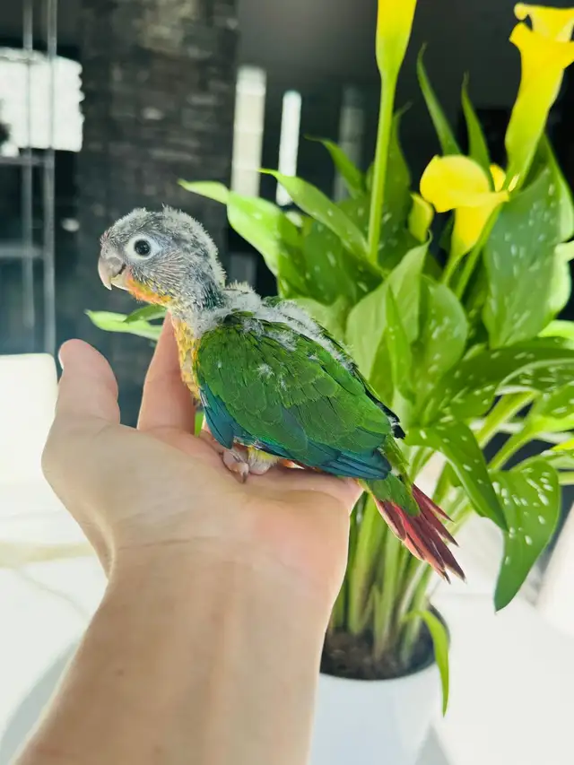 handfed conures - Photo 5