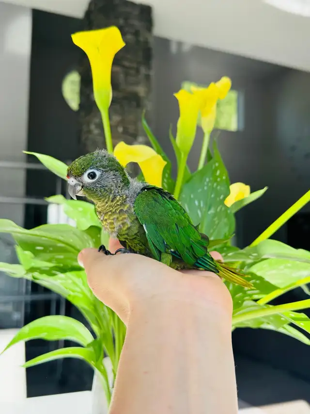 handfed conures - Photo 6