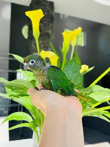 handfed conures - Photo 6