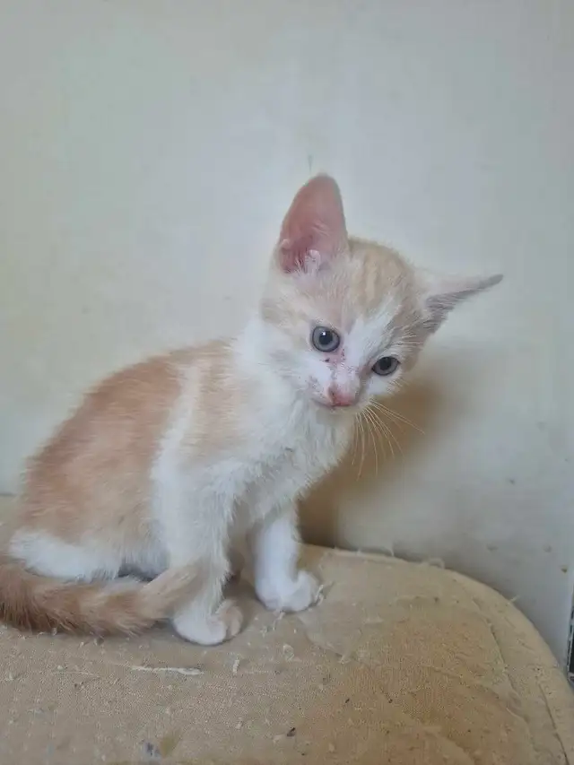 Nala had more kittens