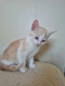 Nala had more kittens