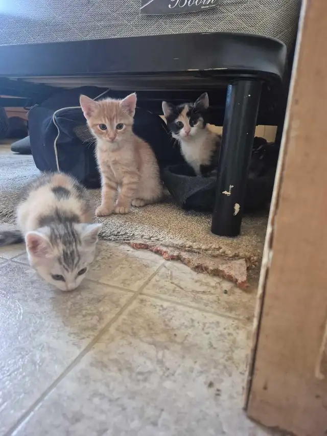 Nala had more kittens - Photo 2