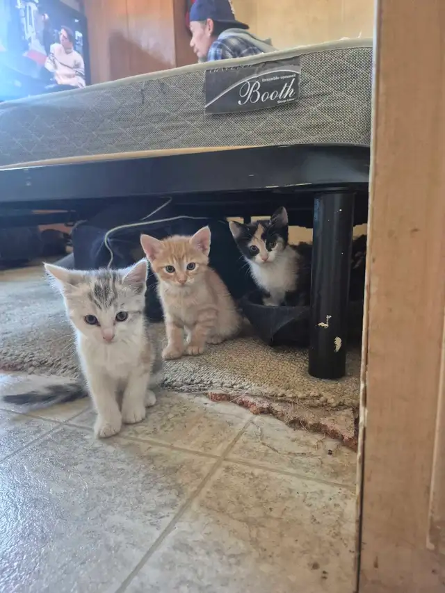 Nala had more kittens - Photo 3