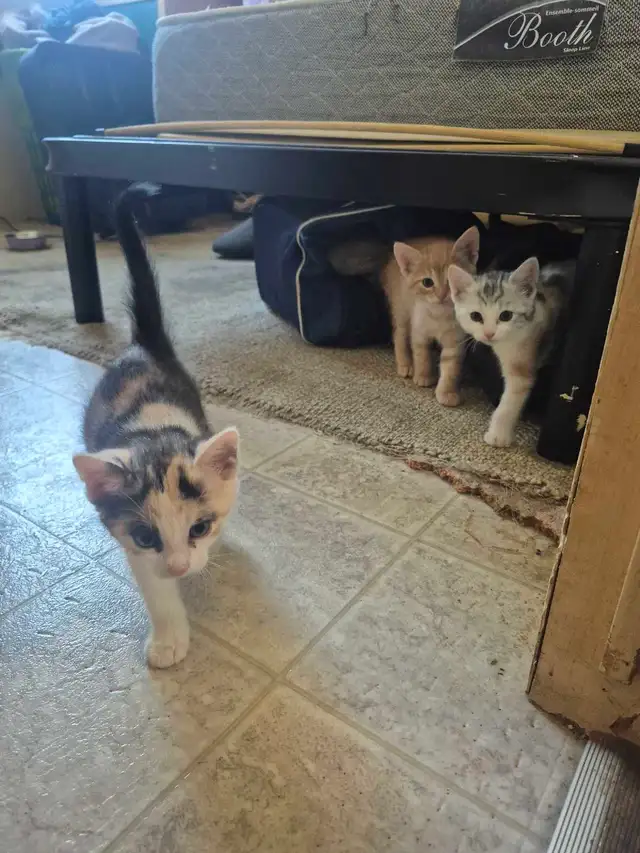 Nala had more kittens - Photo 4