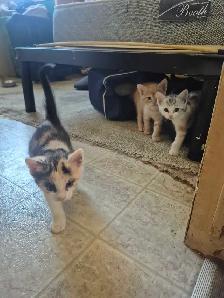 Nala had more kittens - Photo 4
