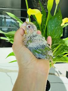 handfed conure babies - Photo 4