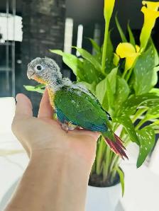 handfed conure babies - Photo 6