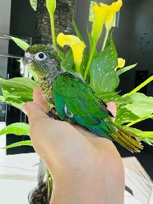 handfed conure babies - Photo 7