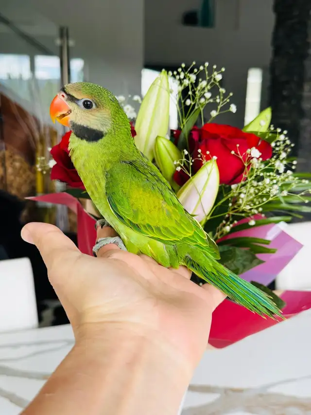 handtame moustache Parakeet