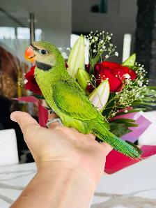 handtame moustache Parakeet