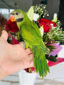 handtame moustache Parakeet - Photo 3