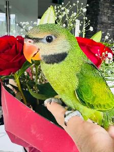 handtame moustache Parakeet - Photo 5