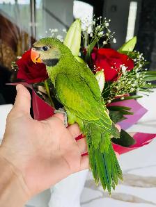 handfed and handtame moustache Parakeet - Photo 2