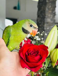handfed and handtame moustache Parakeet - Photo 4