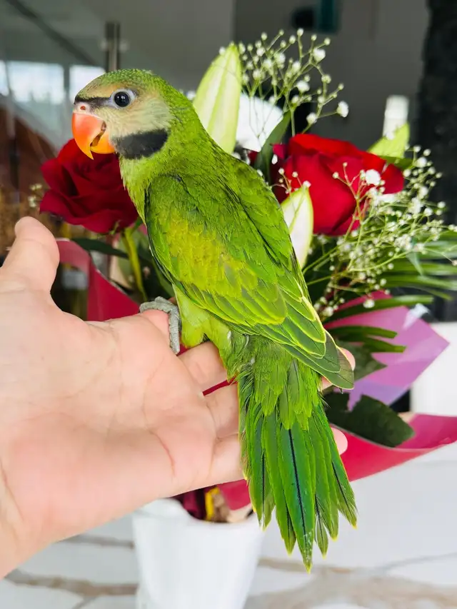 super friendly and handtame moustache Parakeet