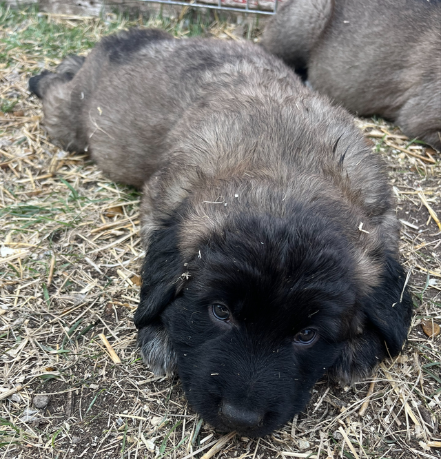 6 Kangal X Red Tick Hound/Caucasian Shepherd Puppies