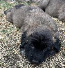 6 Kangal X Red Tick Hound/Caucasian Shepherd Puppies
