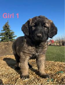 6 Kangal X Red Tick Hound/Caucasian Shepherd Puppies - Photo 2