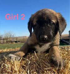 6 Kangal X Red Tick Hound/Caucasian Shepherd Puppies - Photo 3