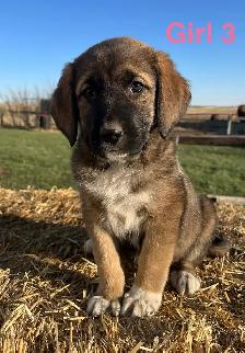 6 Kangal X Red Tick Hound/Caucasian Shepherd Puppies - Photo 4