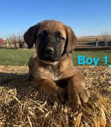 6 Kangal X Red Tick Hound/Caucasian Shepherd Puppies - Photo 5