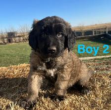 6 Kangal X Red Tick Hound/Caucasian Shepherd Puppies - Photo 6