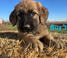 6 Kangal X Red Tick Hound/Caucasian Shepherd Puppies - Photo 7