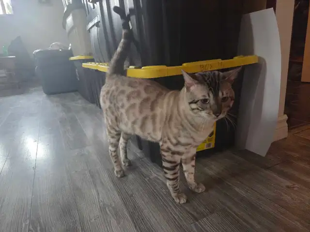 chat de Bengal pour adoption  ( 12 mois )