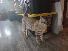 chat de Bengal pour adoption  ( 12 mois )