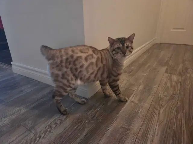 chat de Bengal pour adoption  ( 12 mois ) - Photo 2