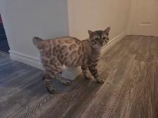 chat de Bengal pour adoption  ( 12 mois ) - Photo 2