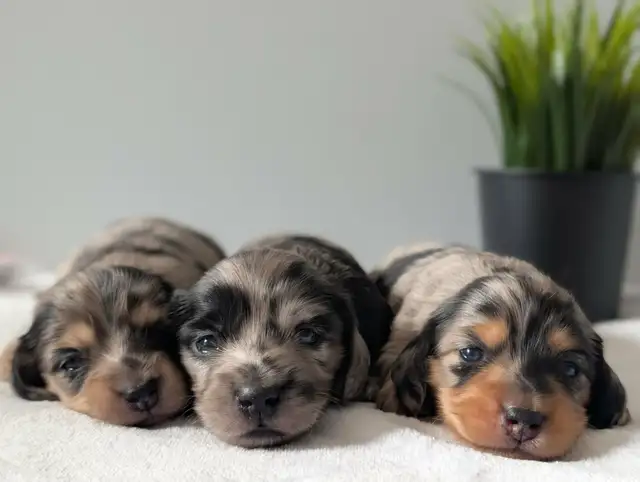 Long Hair Miniature Dachshund Puppies