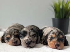Long Hair Miniature Dachshund Puppies