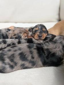 Long Hair Miniature Dachshund Puppies - Photo 2