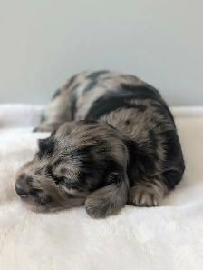 Long Hair Miniature Dachshund Puppies - Photo 3