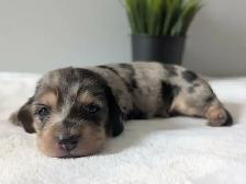 Long Hair Miniature Dachshund Puppies - Photo 4