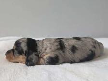 Long Hair Miniature Dachshund Puppies - Photo 5