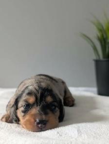 Long Hair Miniature Dachshund Puppies - Photo 6