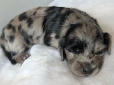 Long Hair Miniature Dachshund Puppies - Photo 7
