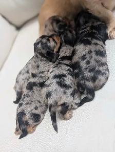 Long Hair Miniature Dachshund Puppies - Photo 8