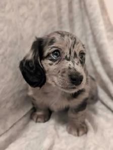 Long Hair Miniature Dachshund Puppies - Photo 9