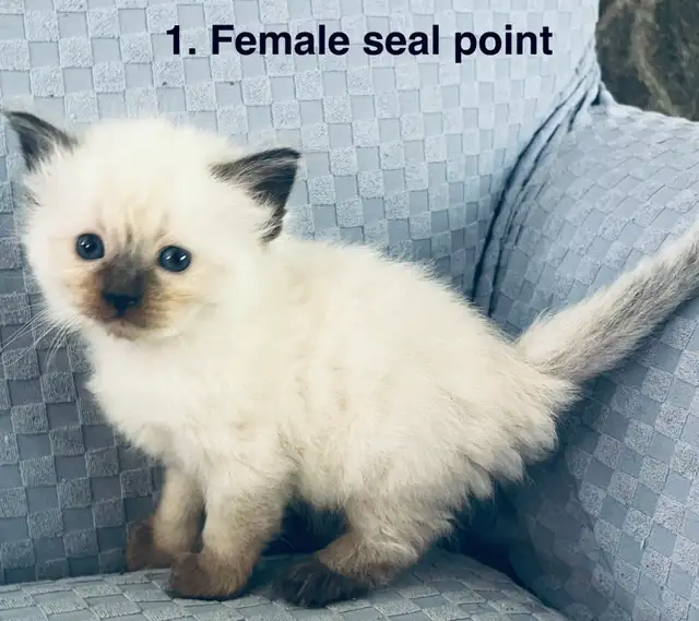 Gorgeous Ragdoll Kittens- TICA registered