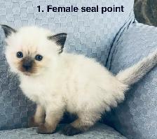 Gorgeous Ragdoll Kittens- TICA registered