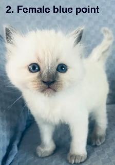 Gorgeous Ragdoll Kittens- TICA registered - Photo 2
