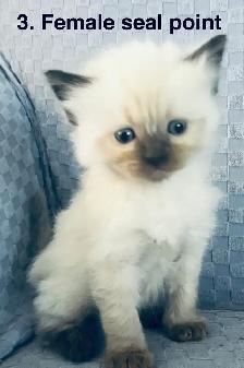 Gorgeous Ragdoll Kittens- TICA registered - Photo 3