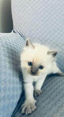 Gorgeous Ragdoll Kittens- TICA registered - Photo 4