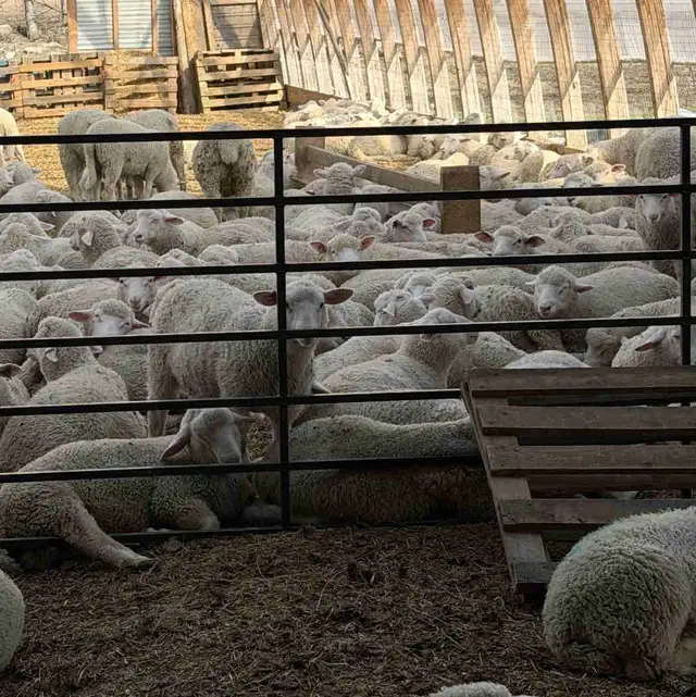 Ram Lambs For Kurbani