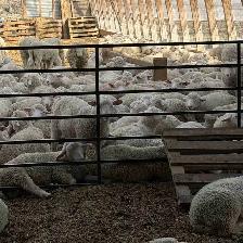 Ram Lambs For Kurbani