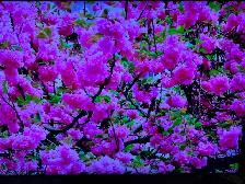 Samsung 82 inches 4K smart tv like new - Photo 6