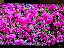 Samsung 82 inches 4K smart tv like new - Photo 8